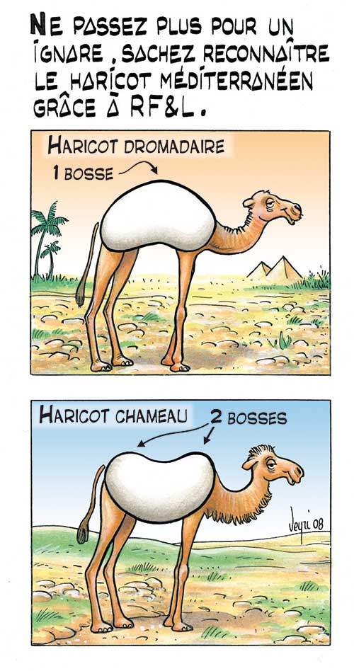 le haricot mediterraneen