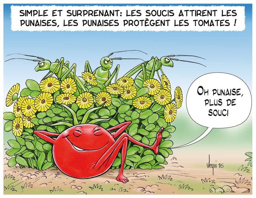 plantes contre ravageurs