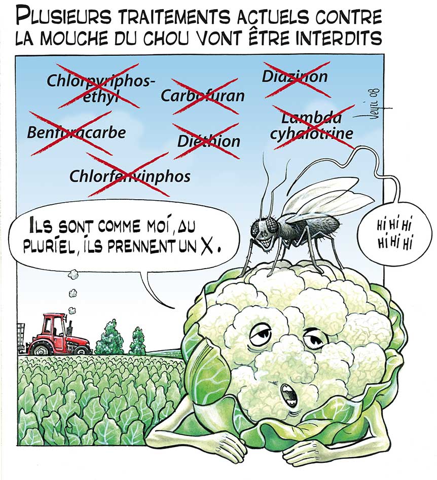 mouche du chou